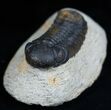 Arched / Inch Phacops Speculator Trilobite #1941-3
